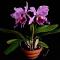 Cattleya